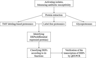 Proteomic Analyses of Acinetobacter baumannii Clinical Isolates to Identify Drug Resistant Mechanism